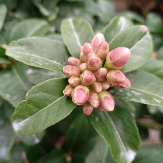 金华香水柠檬树苗带花带土带盆发货庭院植物室内净化空气除甲醛阳台养