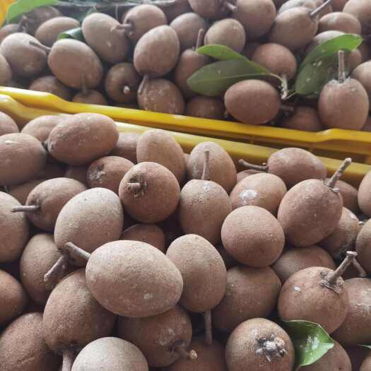 南宁广西南宁新鲜人心果 当日现摘现发 甜糯可口 热带风味一件代发