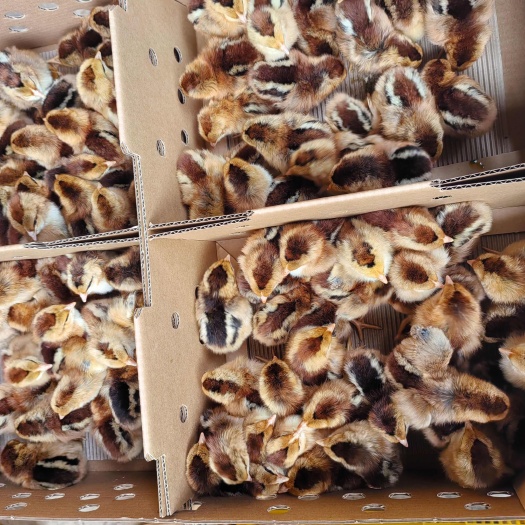南宁清远麻鸡  出壳苗 公苗