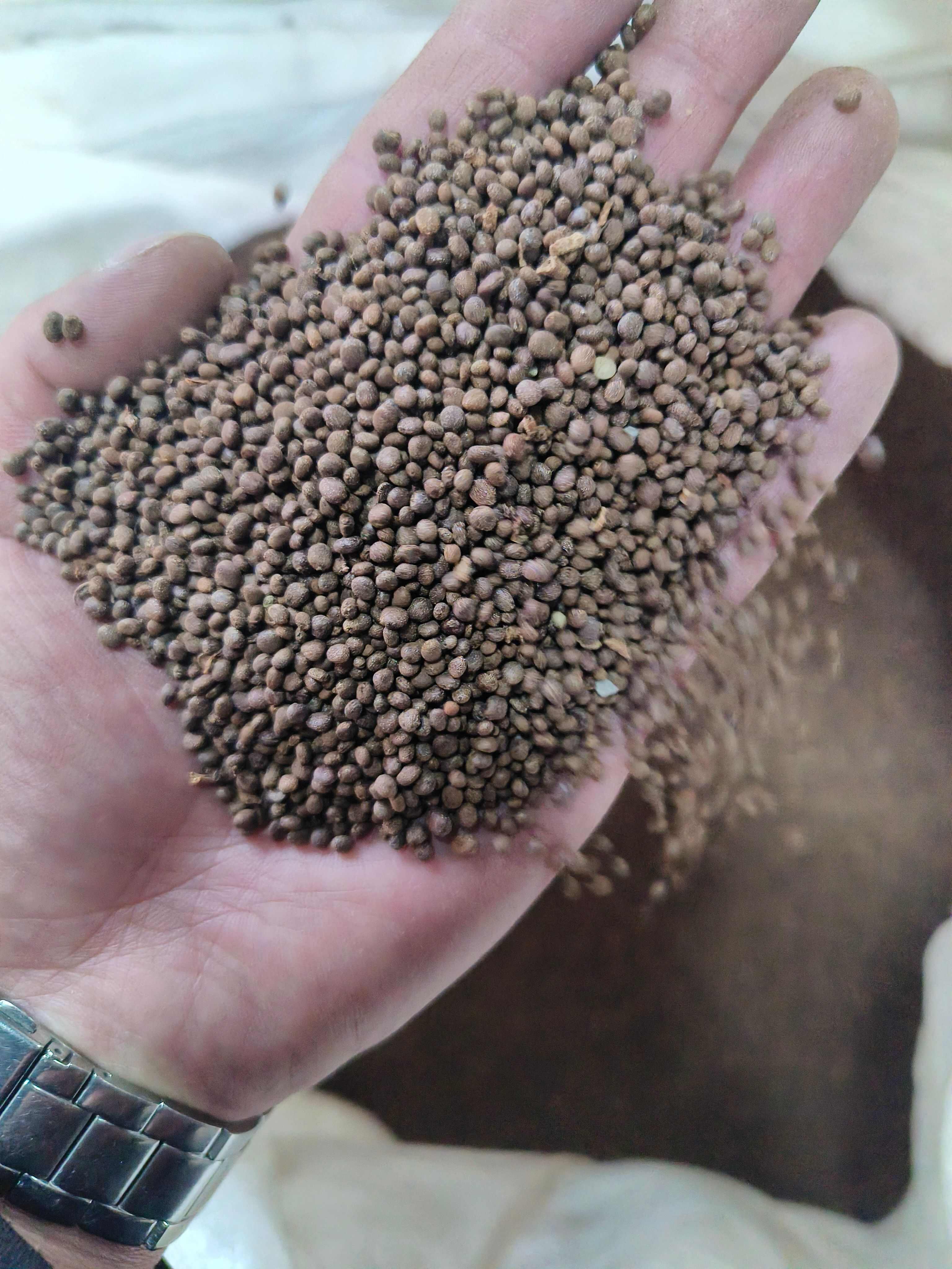 急性子  透骨草    春播种植季节