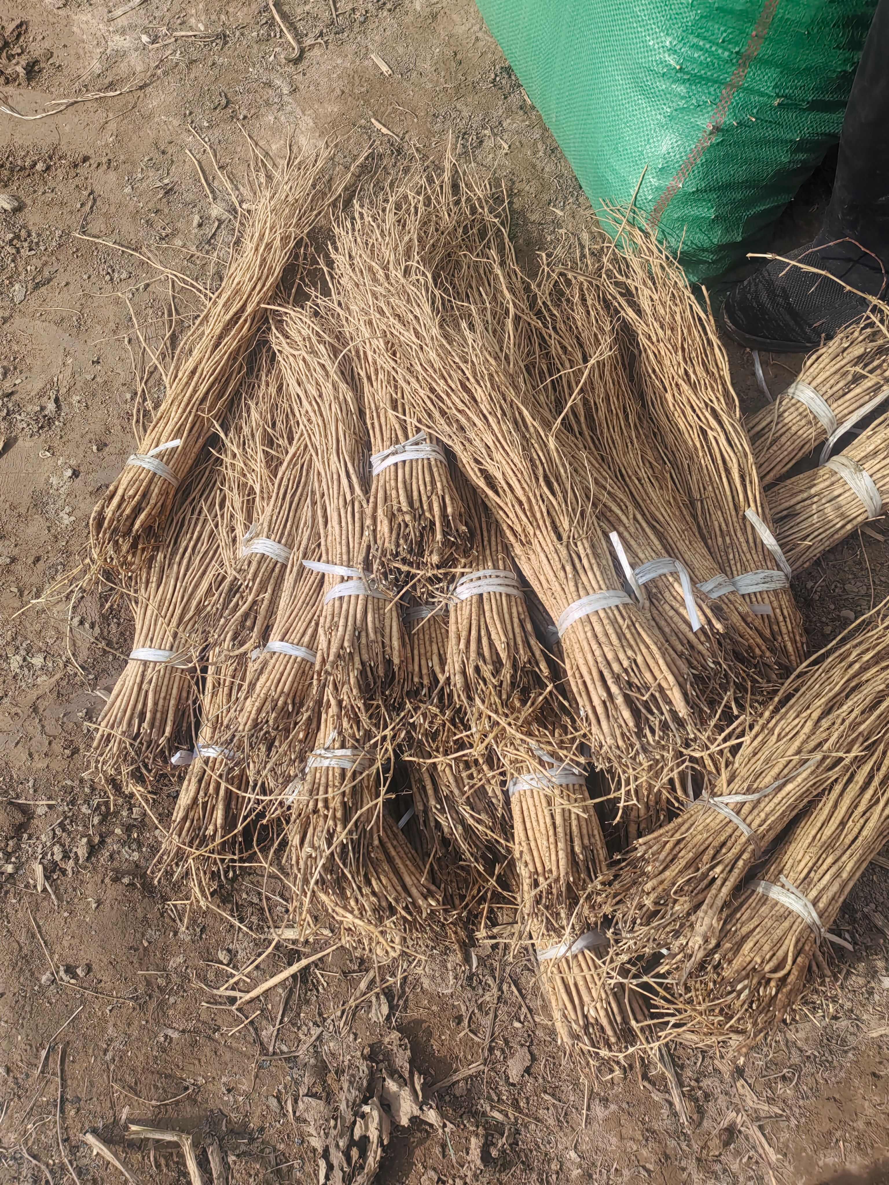 黄芪种苗优选甘肃岷县苗子，中药材种植理想选择