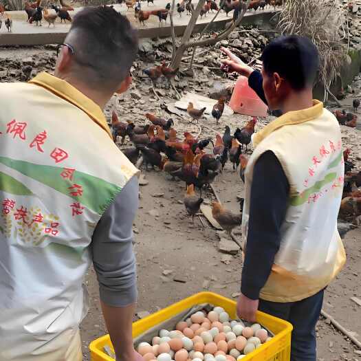 柳州柳州市三江县,跑山土鸡五谷土鸡蛋包鲜到货,土鸡蛋保质保量