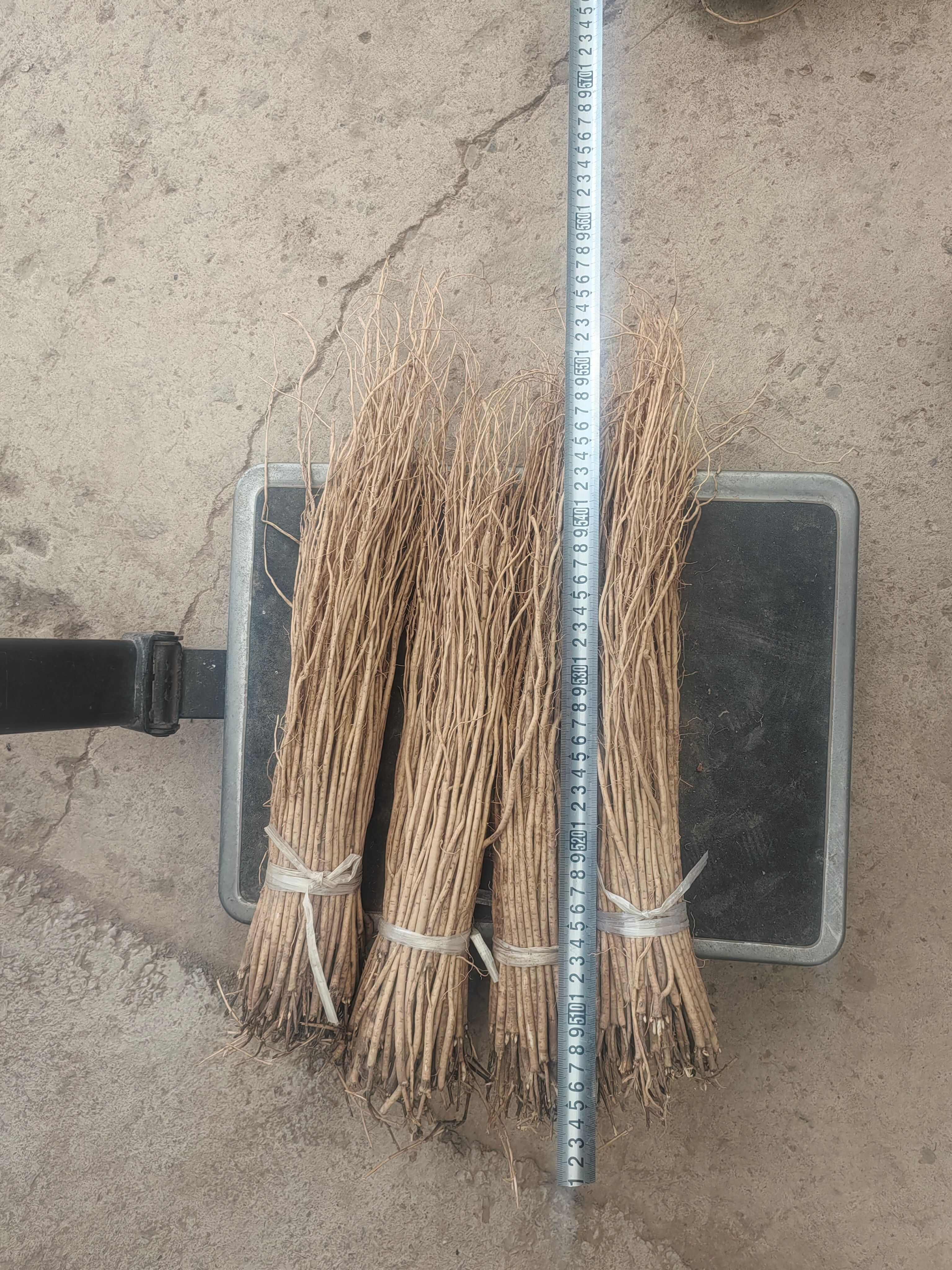 黄芪种苗优选甘肃岷县苗子，中药材种植理想选择