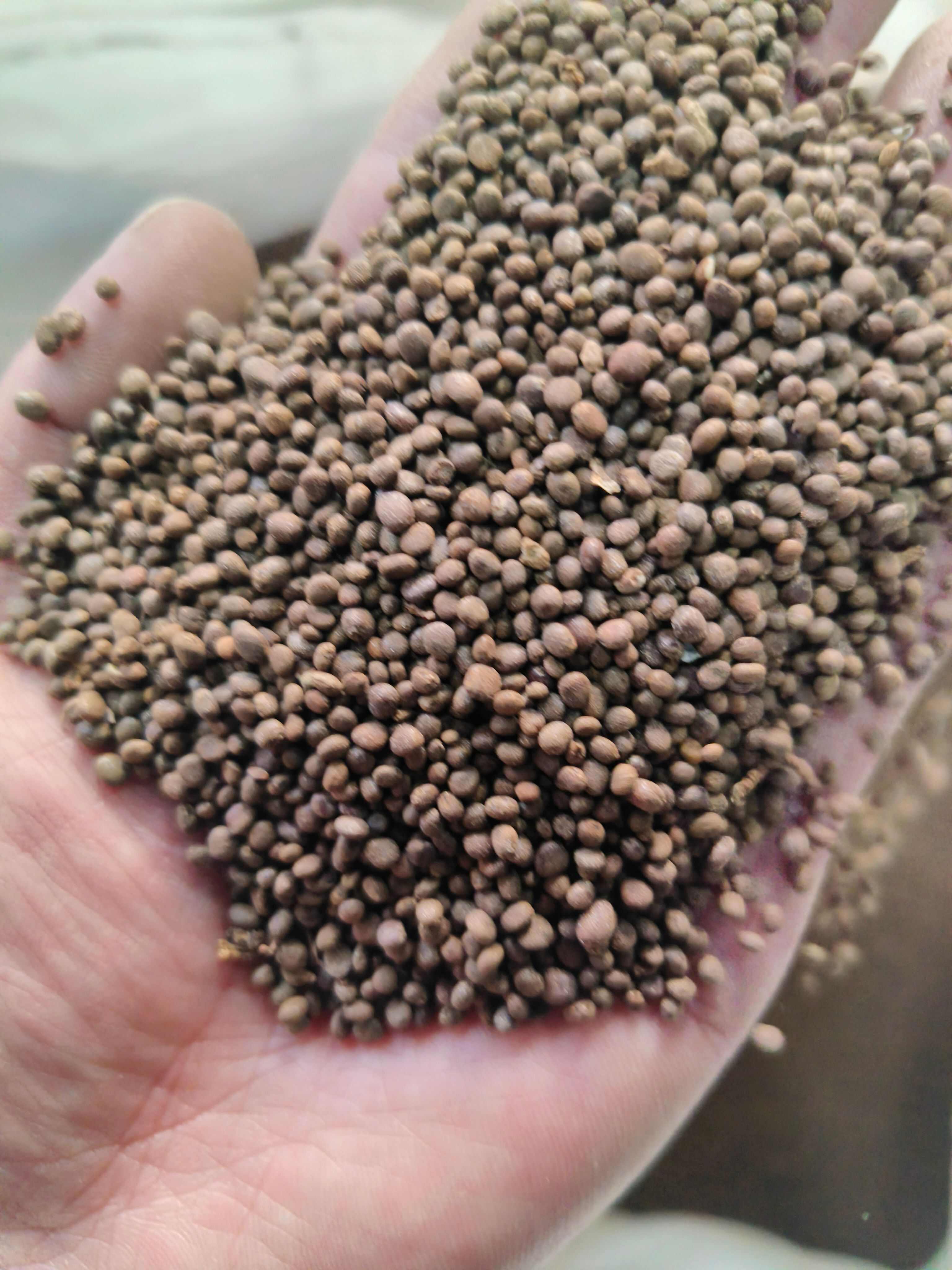 急性子  透骨草    春播种植季节