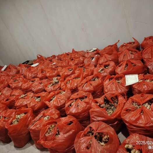 衡南县小黄姜生姜批发1000斤以上2.5一斤，只限自提