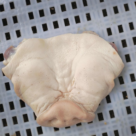 晋江市国产短鼻子（拱嘴）26个左右，长度11cm