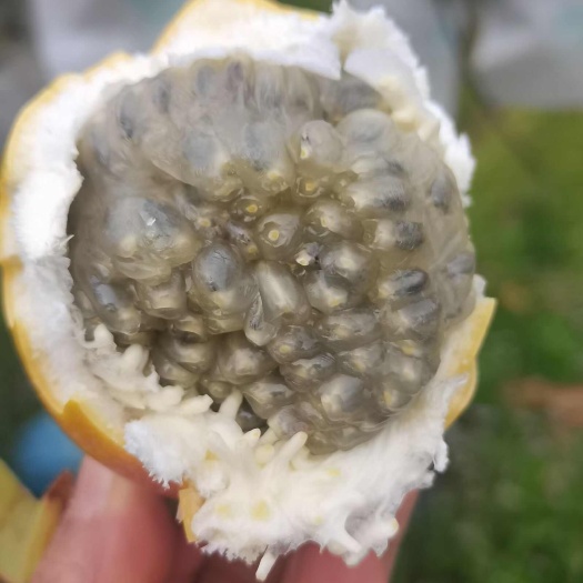 勐腊县哥伦比亚热情果
