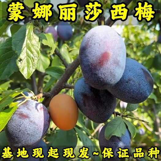 蒙娜丽莎西梅李子苗（大果型西梅）品种纯真 基地直发 成活率高