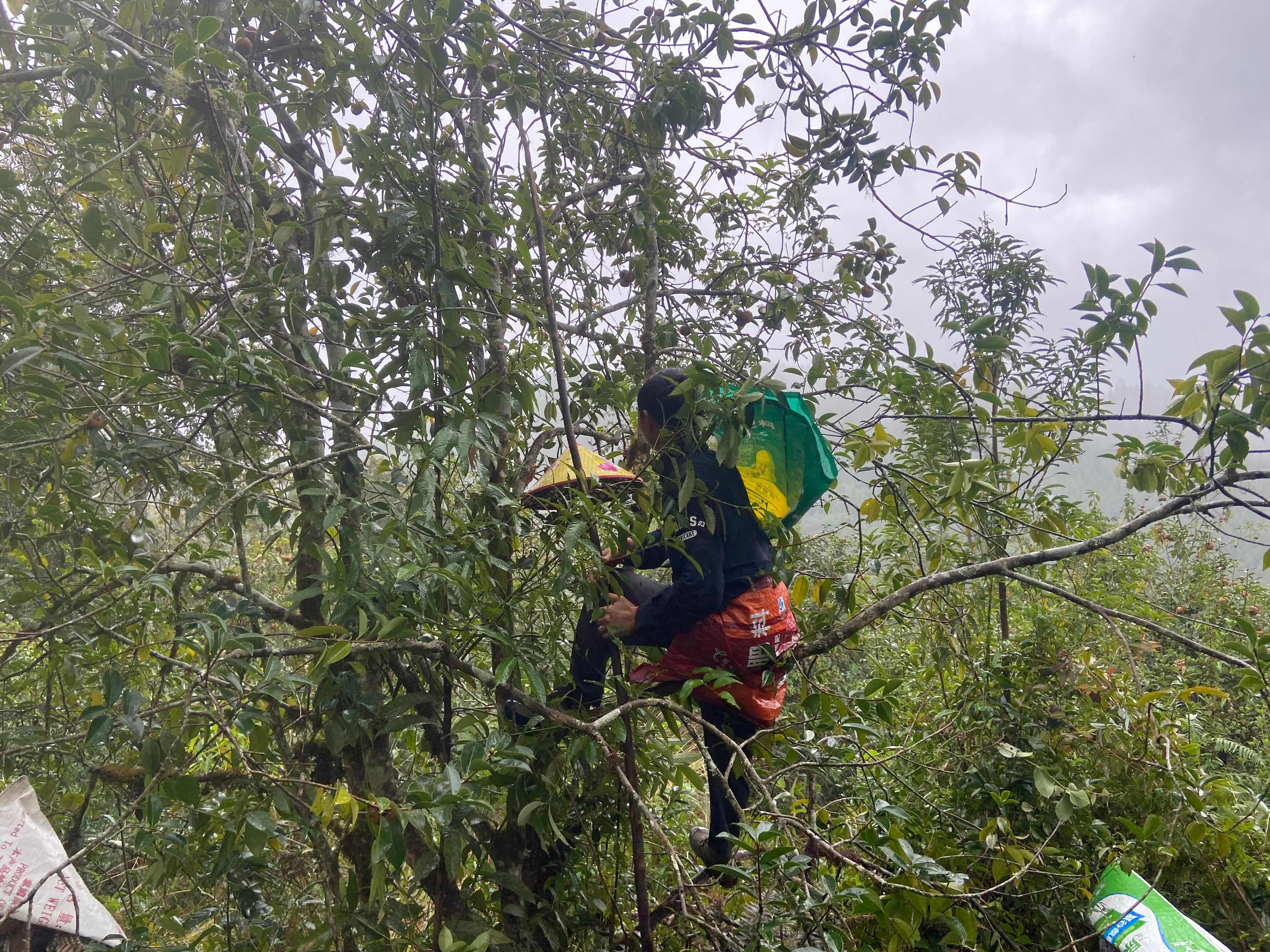 云南保山腾冲天然茶籽新鲜压榨山茶油食用油粮油米面批发