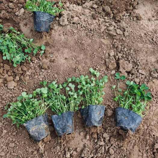 青州市白三叶 撒种苗 三叶草 优质地被小苗种植基地 园林造景苗