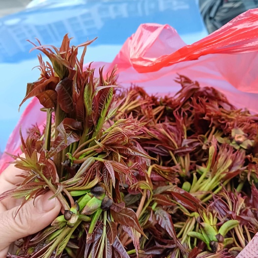 文山市云南新鲜香椿