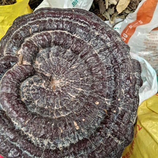 宜昌灵芝