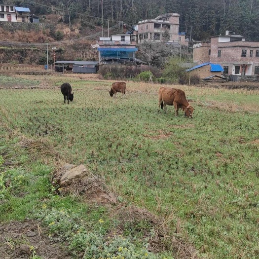 连南县放养黄牛