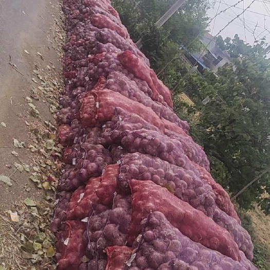 商丘土豆洋葱欢迎你