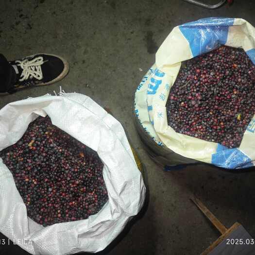 耒阳市土茯苓，土茯苓籽