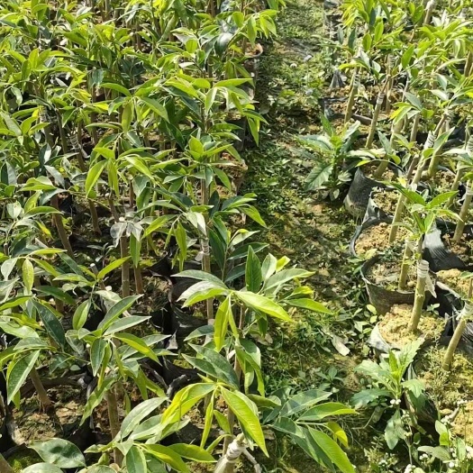 茂名三万颗香脉品种需要的联系