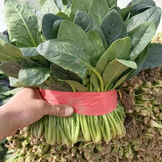邢台精品菠菜
