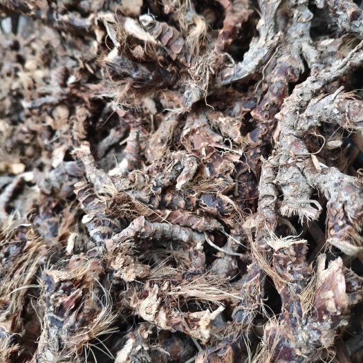 秭归县石菖蒲干货，干度好，无毛须！