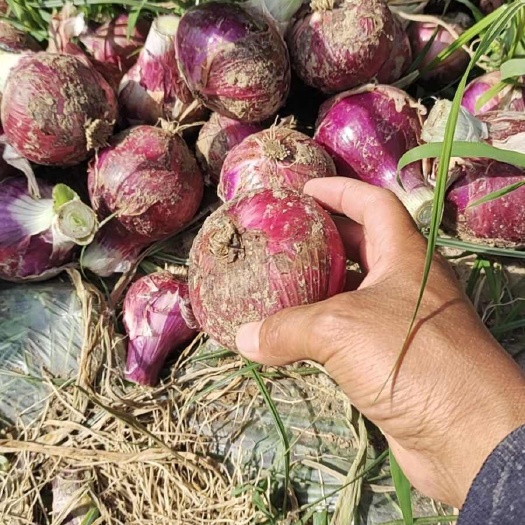 商丘土豆洋葱欢迎你