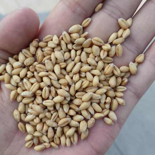 糯小麦糯麦小麦净粮50斤袋装河南新乡小麦新粮毛粮净粮均可