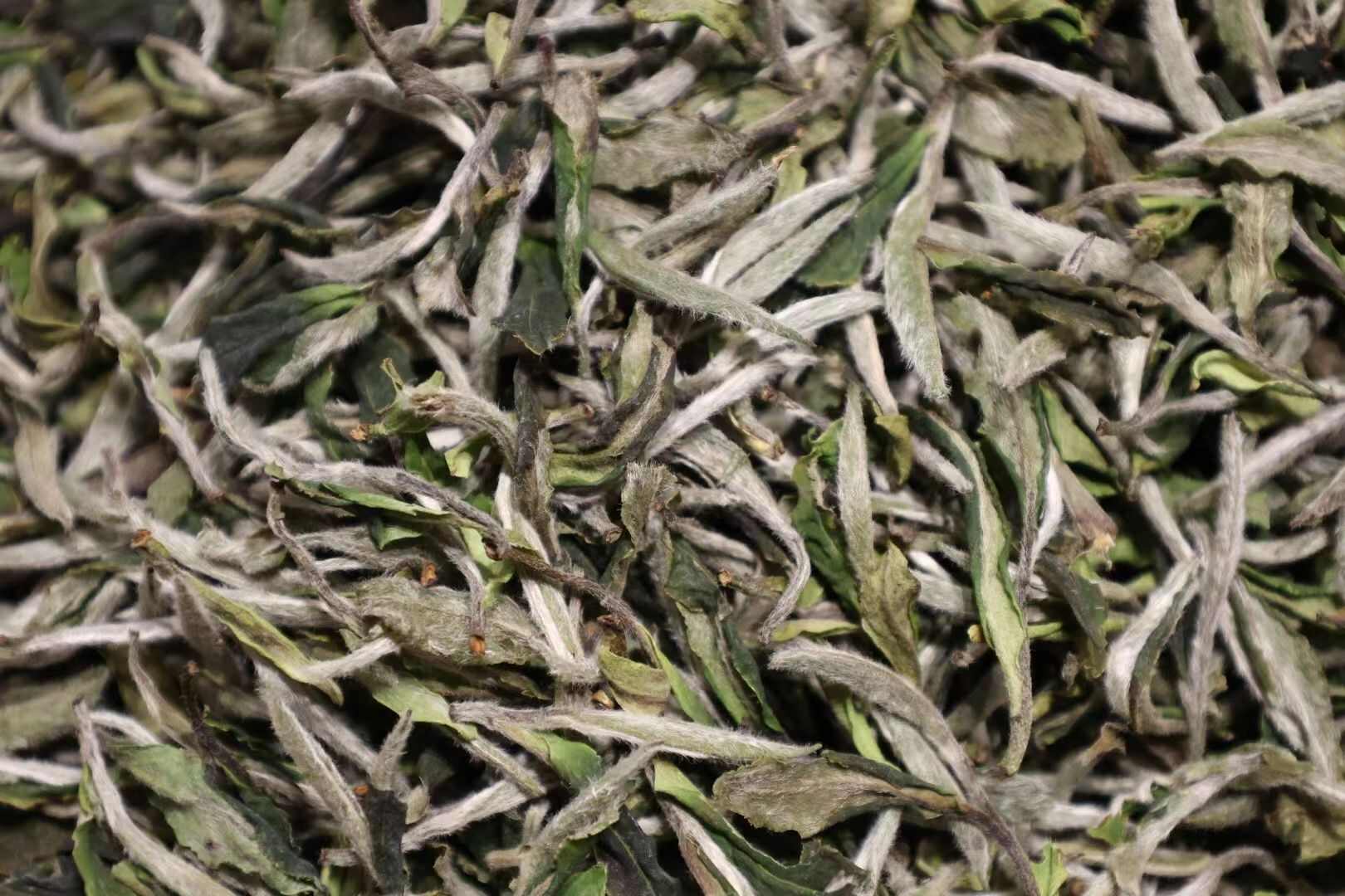 福鼎白茶，白牡丹