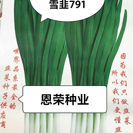 永济市韭菜种子  雪韭791   平韭韭菜种子。红跟白跟两个品种