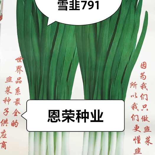韭菜种子 雪韭791 平韭韭菜种子。红跟白跟两个品种