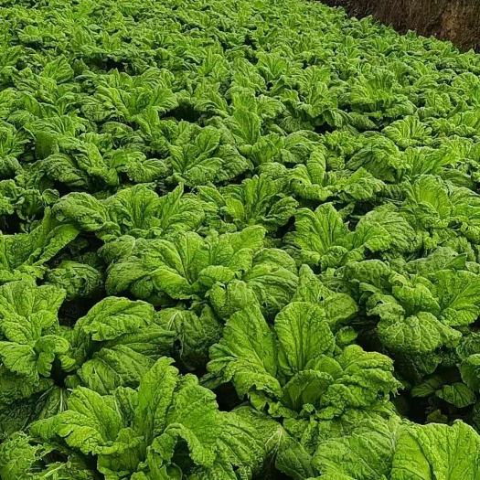德江县贵州青菜（芥菜），大批量供应，自己种植，天然，量大从优