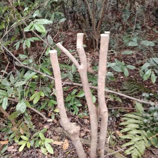 娄底油茶树  批发可嫁接茶花