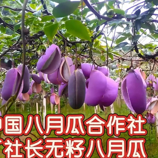 无籽八月瓜苗 中国八月瓜合作社丁社长送苗种植包回收