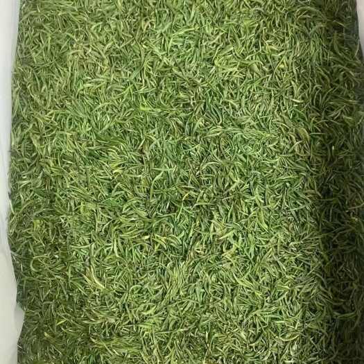 绿茶青针