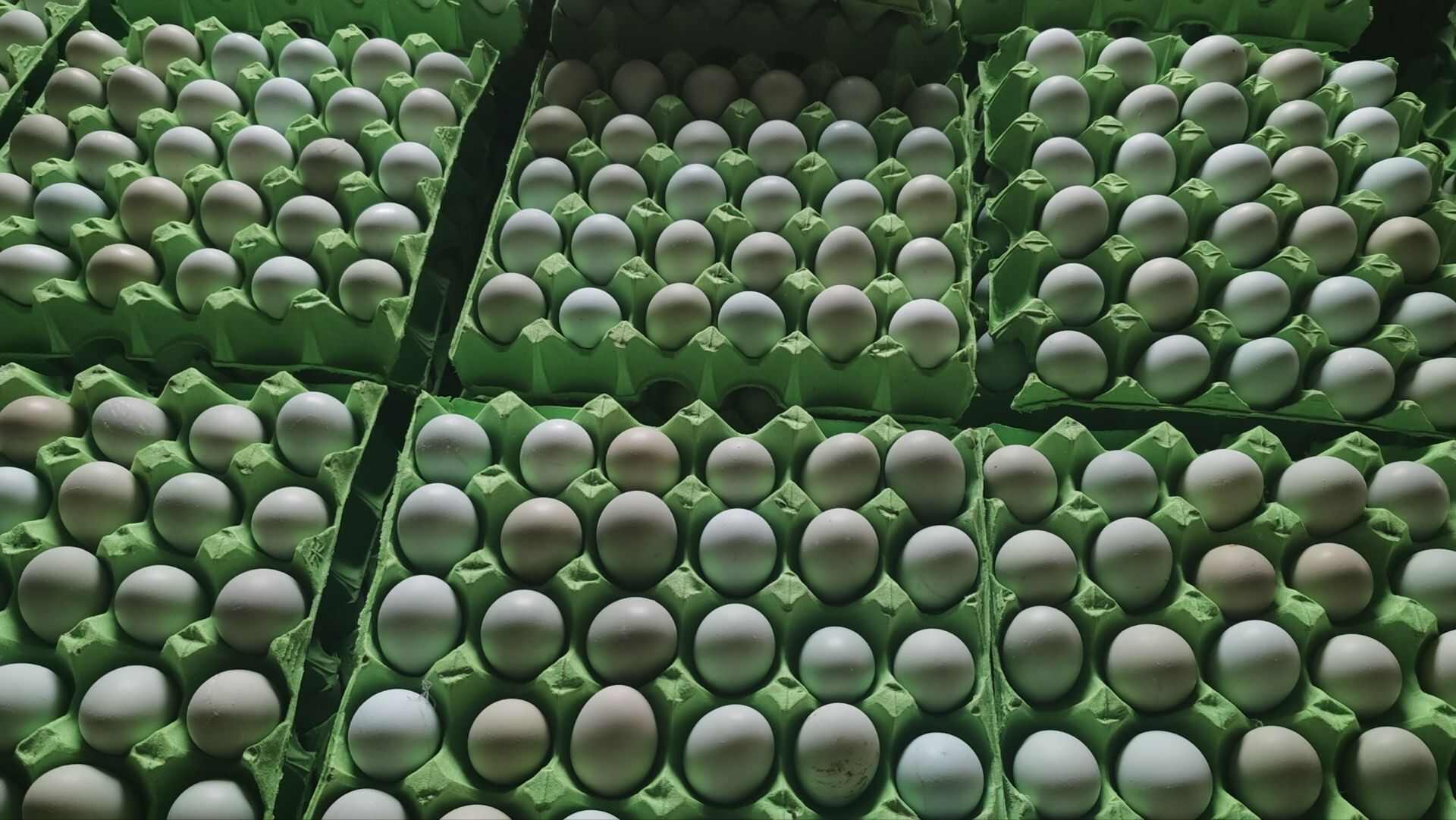 新鲜优质精品绿壳蛋