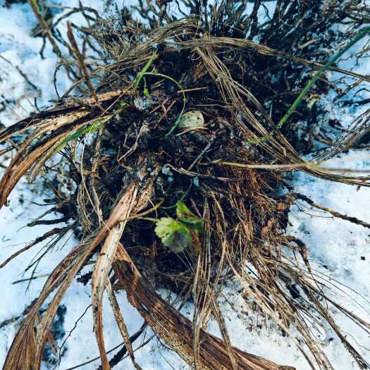 兰坪县连株白芨，寒冷的冬季在雪地里发芽生扎的物种：健脾养胃。