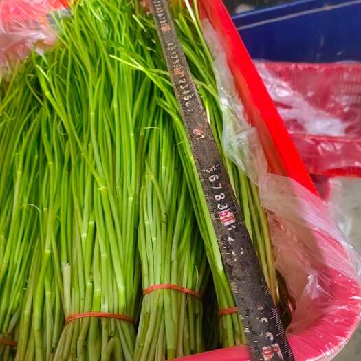 宿迁水芹，水八仙之一人工种植纯绿色蔬菜，对接全国经商，批发档口