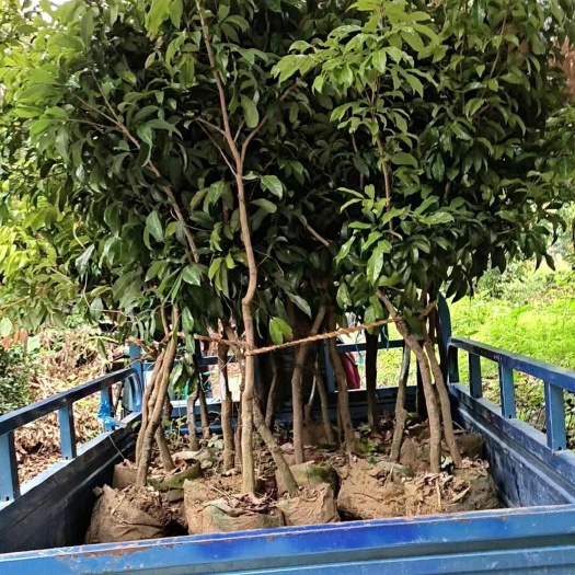 广州广州增城优质仙进奉荔枝苗健康生长易成活适合大面积种植培育