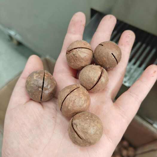 巩义市河南郑州巩义夏威夷果开口机坚果加工机械批发零售