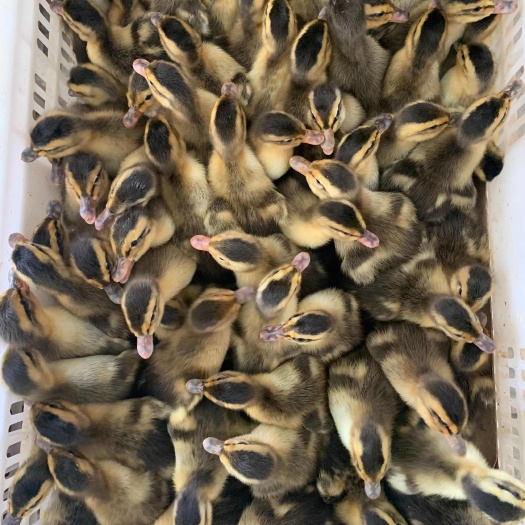 麻鸭苗水鸭苗大青头鸭苗品种优良包打疫苗厂家直销