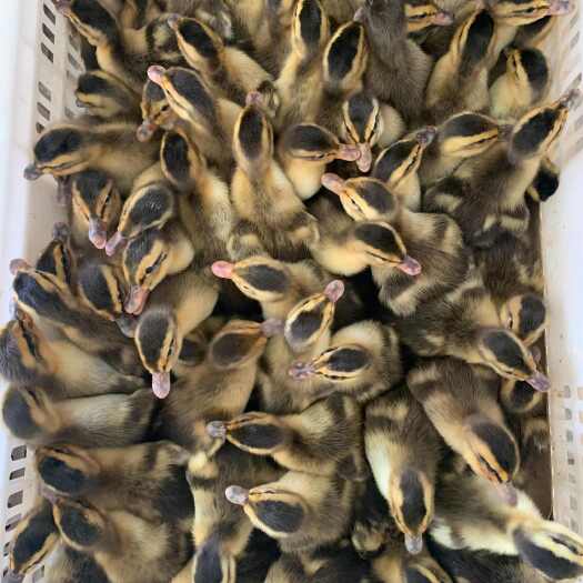 广州麻鸭苗水鸭苗大青头鸭苗品种优良包打疫苗厂家直销