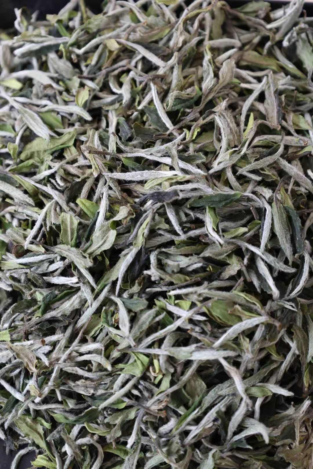 福鼎白茶，白牡丹