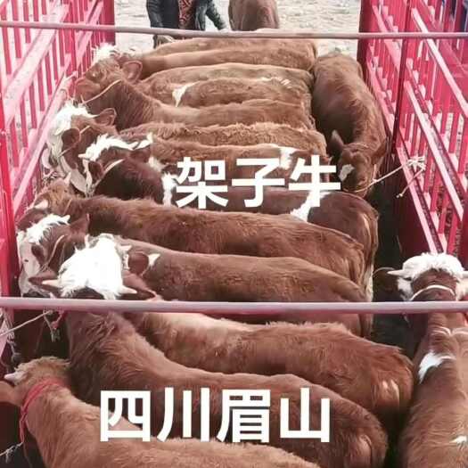 礼县持续发货中，牛牛正在涨价，观望的新老客户速速来电