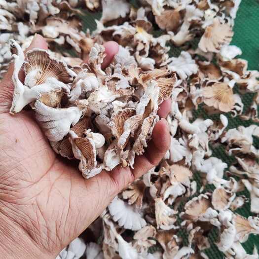 寻甸县白参菌干品