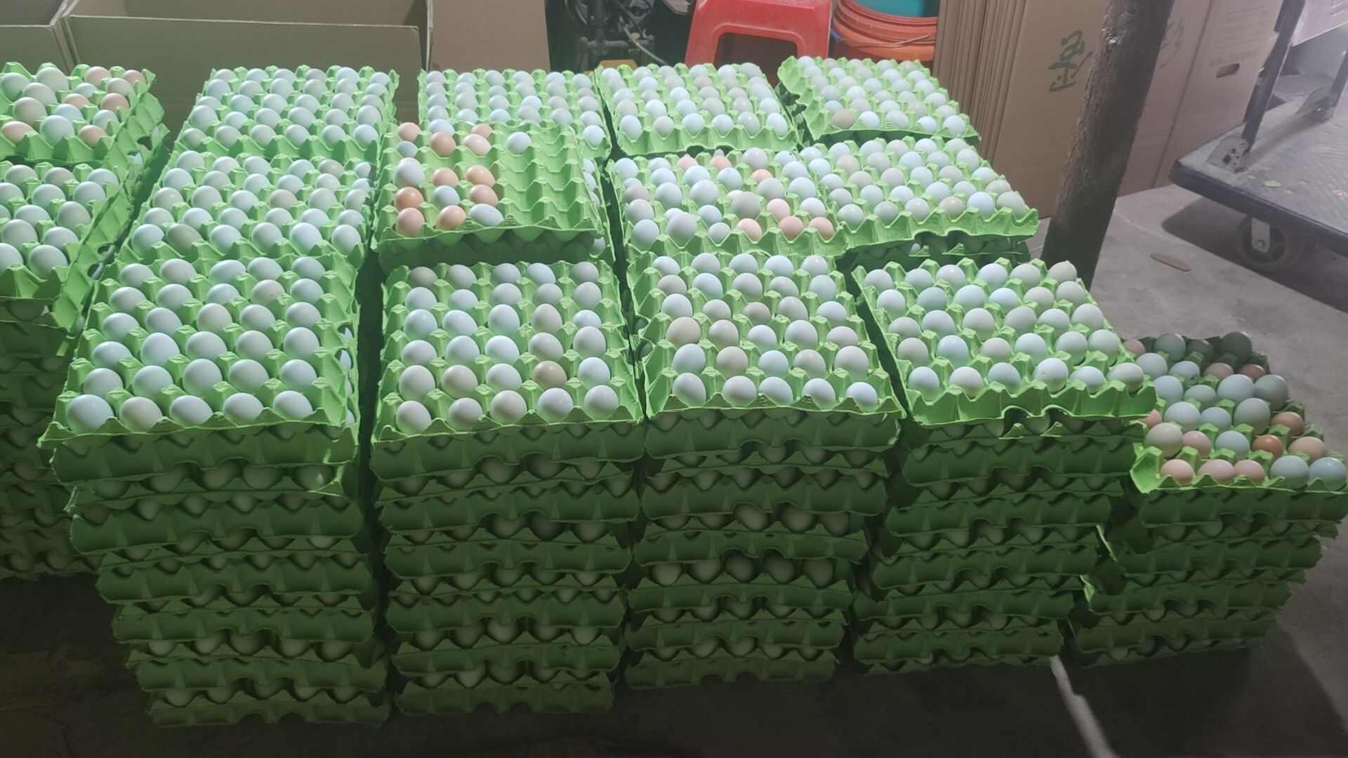 新鲜优质精品绿壳蛋