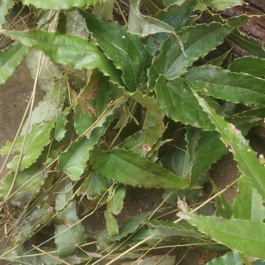 镇巴县箭叶淫羊藿