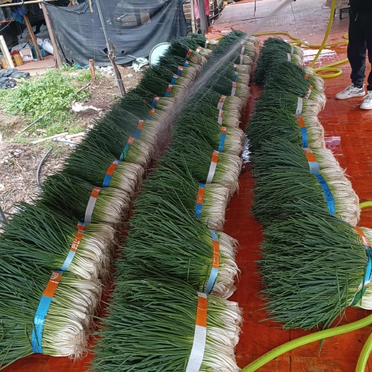 文山市云南小香葱