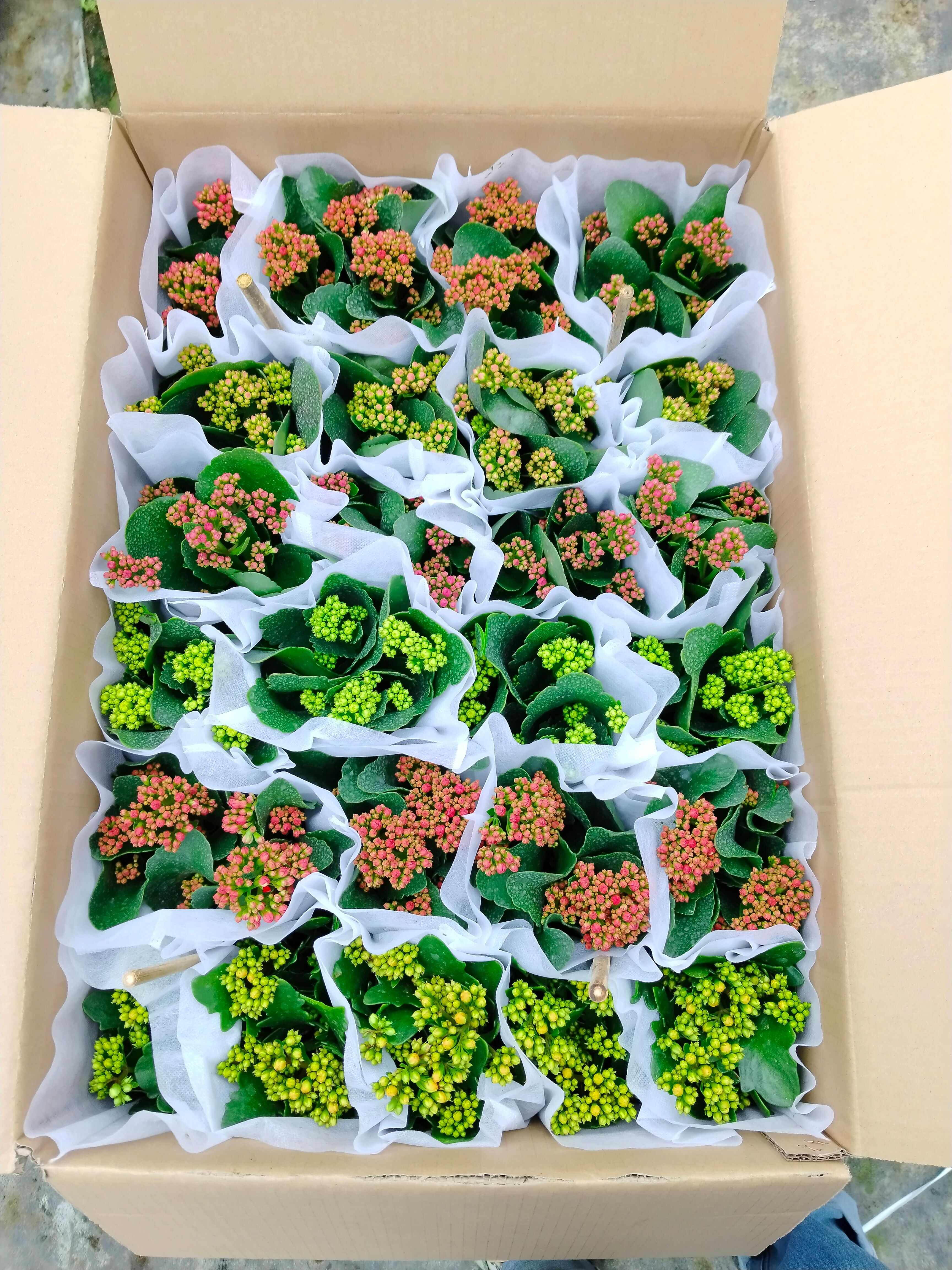 长寿花盆栽重瓣大花带花苞花苗室内开花多肉好养花卉植物鲜花绿植
