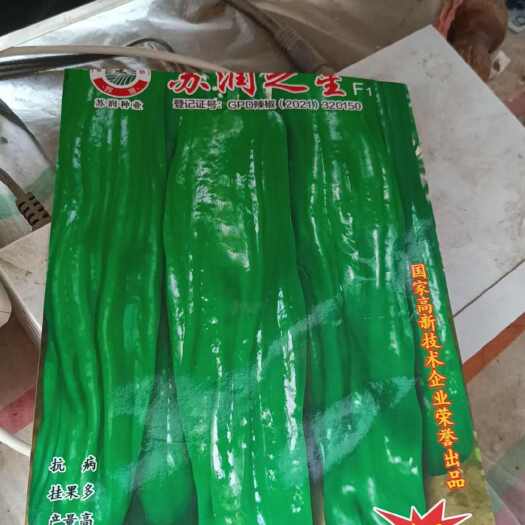 萧县薄皮青椒苗，皮薄质脆，光色好，个头大，产量高，抗病强