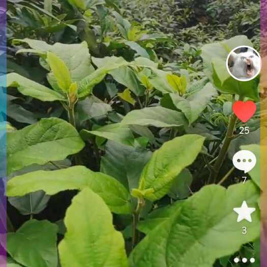 贺州五指毛桃