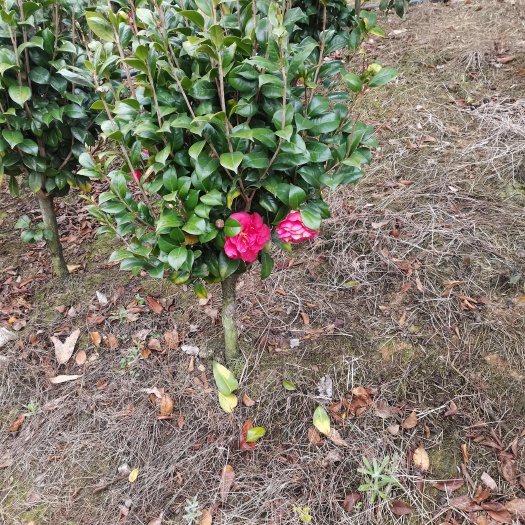 精品3公分茶花红露珍.花露珍