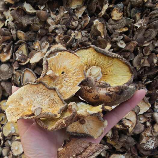 泌阳县河南干货香菇 剪脚大片香菇源头产地直供 质量保证 量大从优