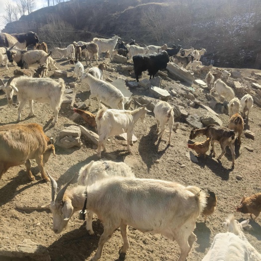 大同出售山羊保证是放养的 地址在山西大同云冈区